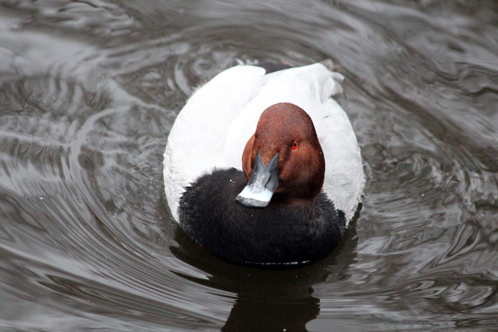 Canon EOS 650D (EOS Rebel T4i / EOS Kiss X6i) sample photo. Pochard, aythya ferina, waterfowl photography