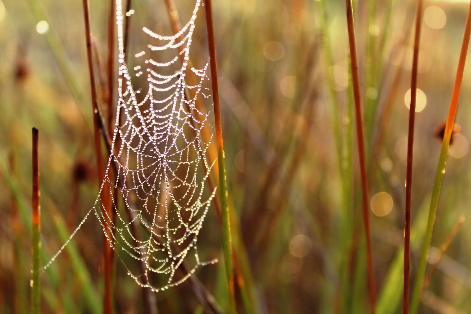 Canon EOS 1200D (EOS Rebel T5 / EOS Kiss X70 / EOS Hi) sample photo. Spiderweb, web, spider photography