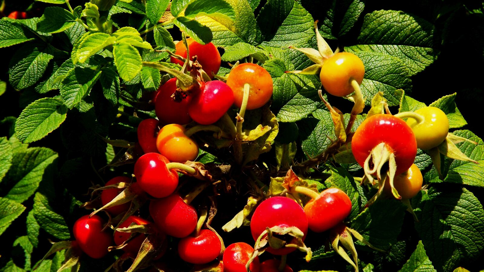 Fujifilm FinePix S3400 sample photo. Plants, bush, wild rose photography