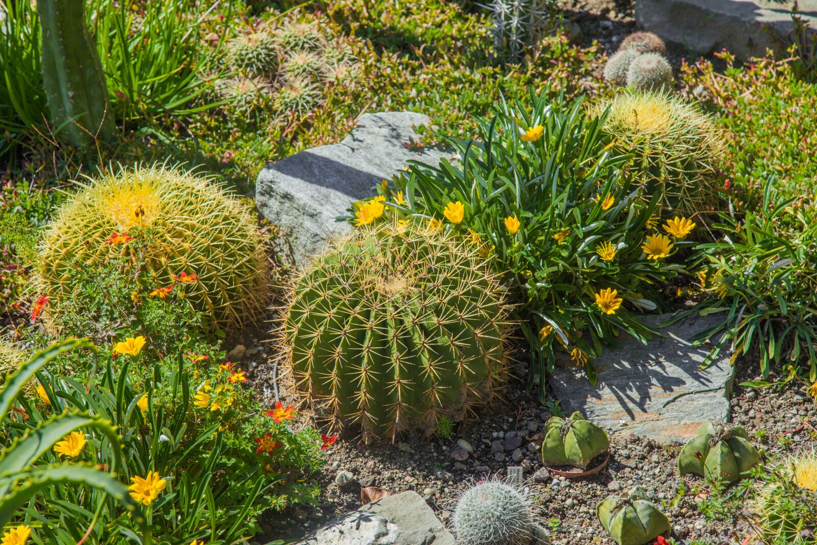 Canon EOS 5D Mark II sample photo. Cactus, mammilaria, sting photography