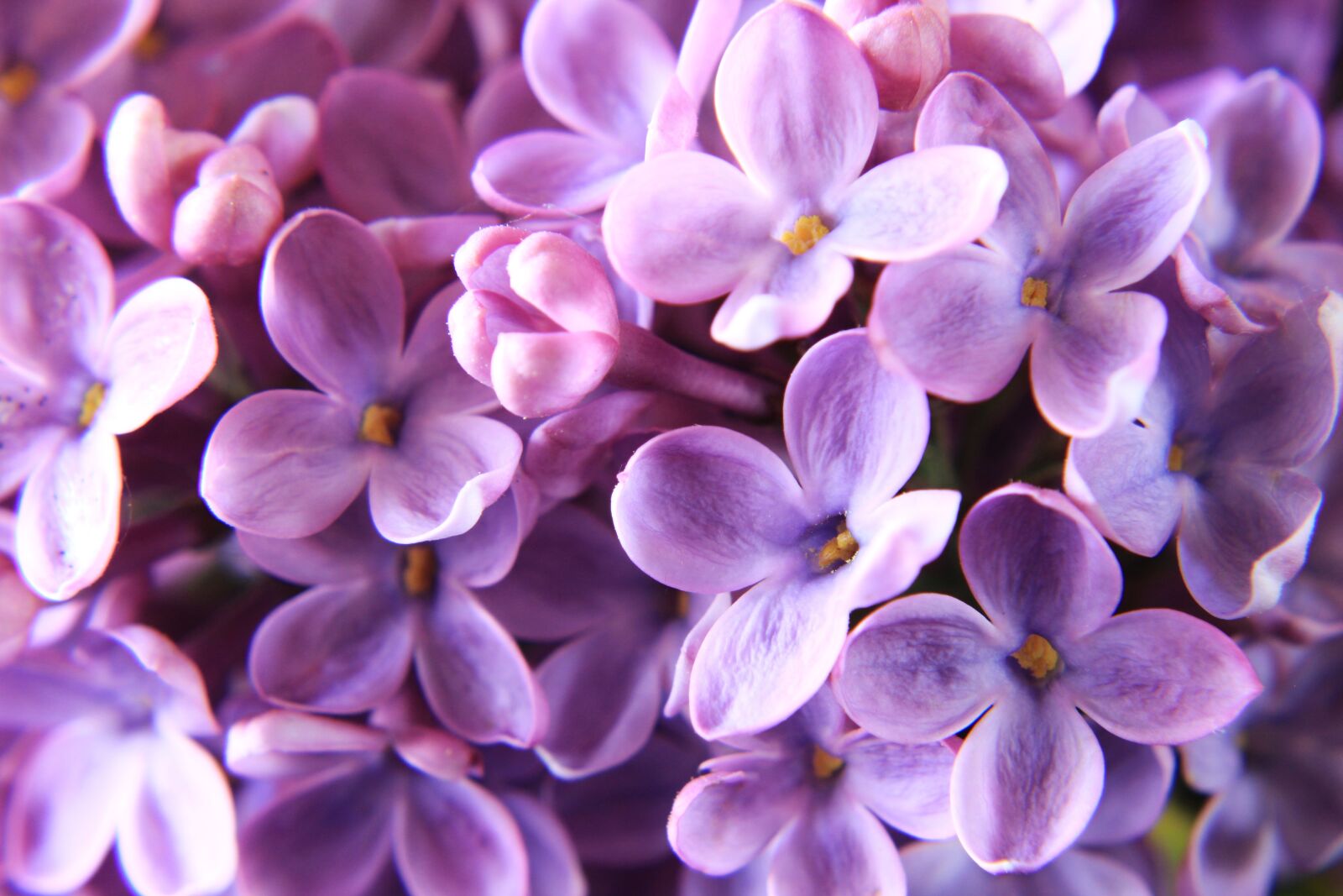 Canon EOS 2000D (EOS Rebel T7 / EOS Kiss X90 / EOS 1500D) sample photo. Lilac, close up, purple photography