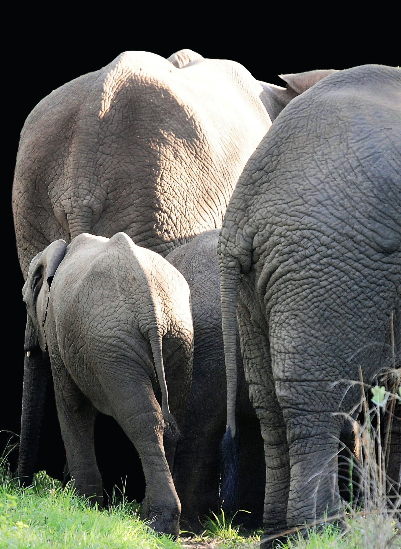 Nikon D300 sample photo. Elephant, mammal, south africa photography