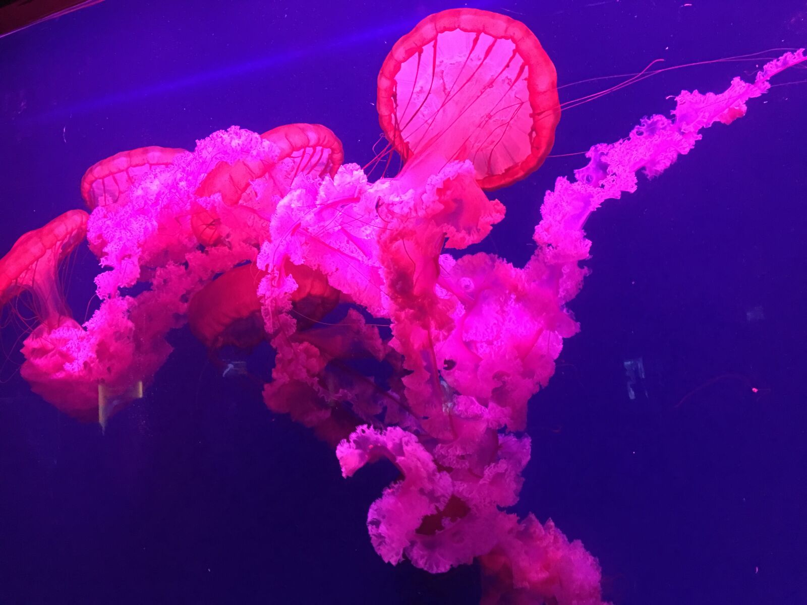 Apple iPhone 6s Plus sample photo. Marine aquarium, jellyfish, red photography