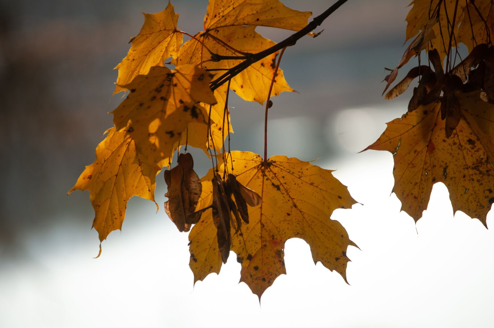 Nikon D300 sample photo. Autumn, leaf, water photography