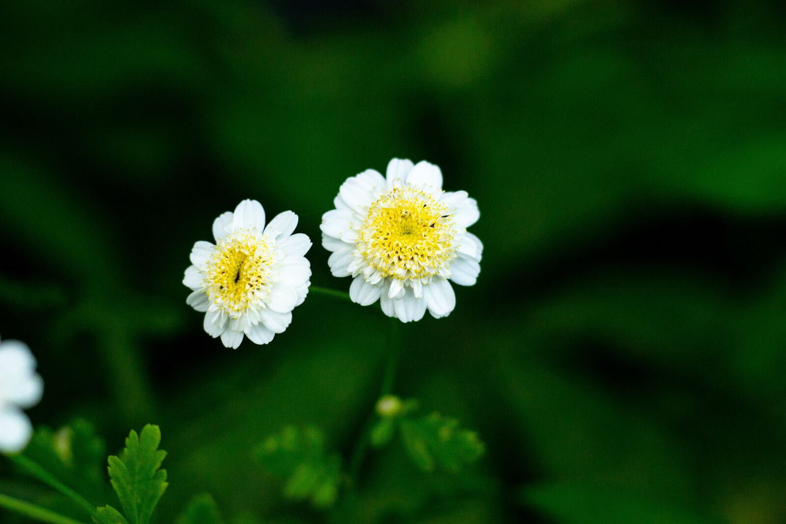 Canon EF 50mm F1.8 STM sample photo. Wildflowers, flowers, white flowers photography