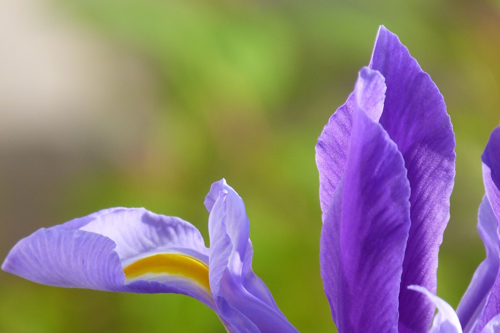 Panasonic Lumix DMC-FZ40 (Lumix DMC-FZ45) sample photo. Iris, purple, blue photography