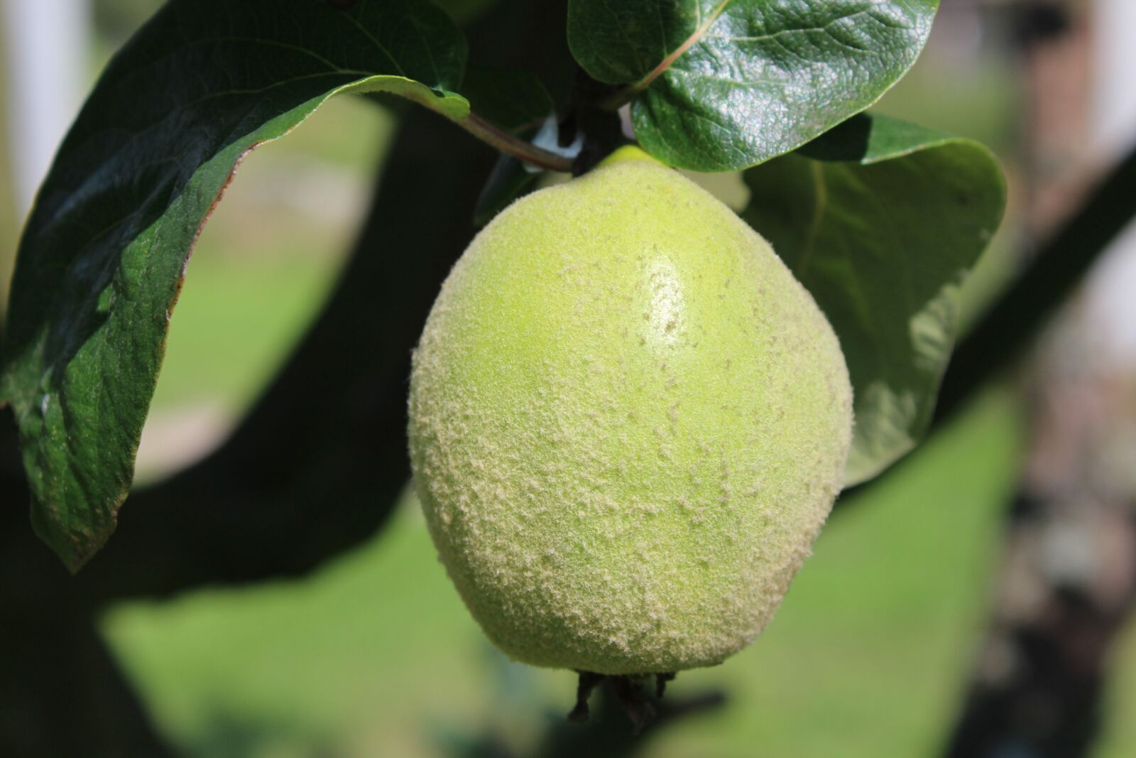 Canon EOS 1200D (EOS Rebel T5 / EOS Kiss X70 / EOS Hi) sample photo. Quince, fruit, tree photography
