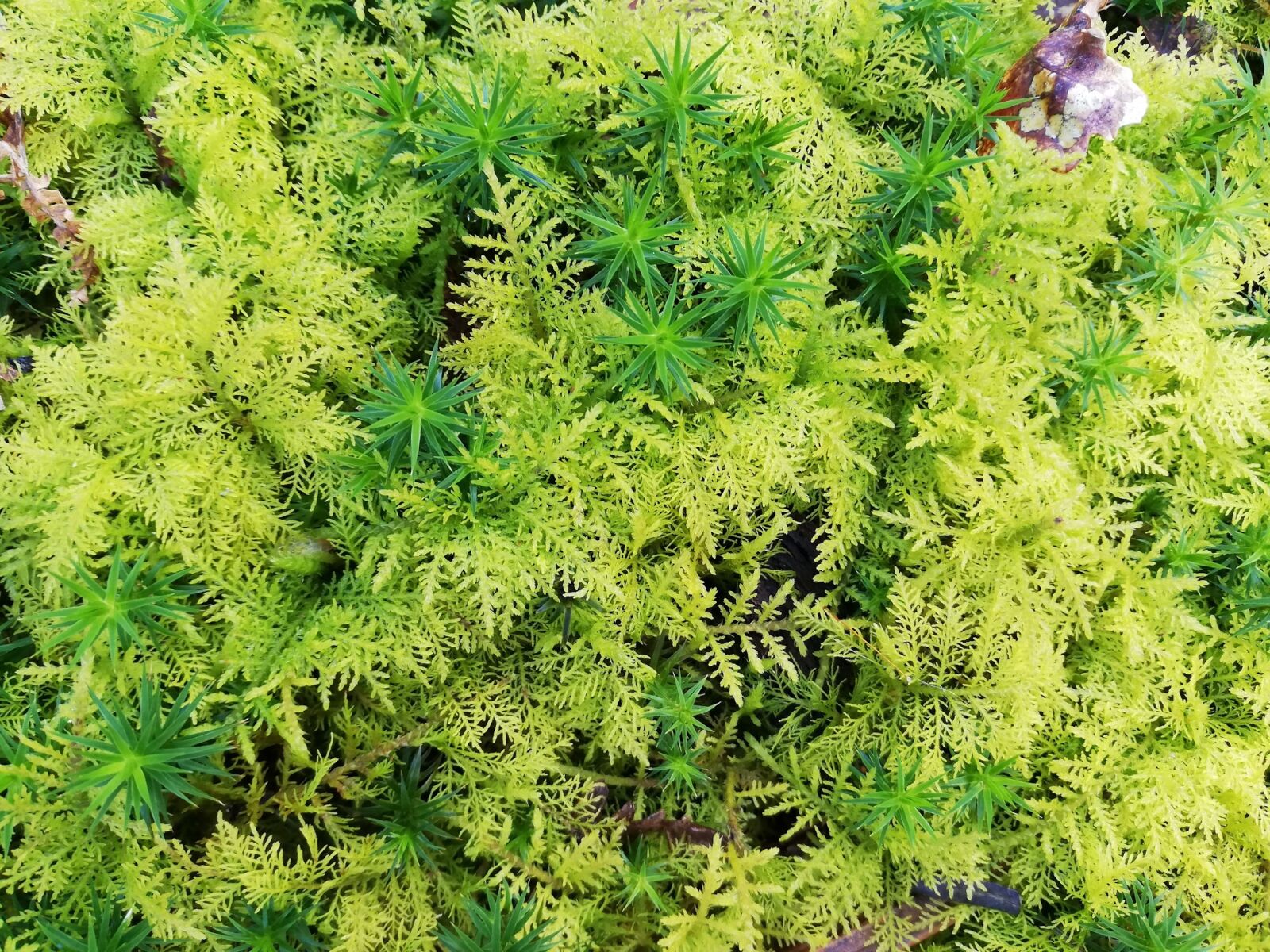 HUAWEI P20 lite sample photo. Moss, green plants, flora photography