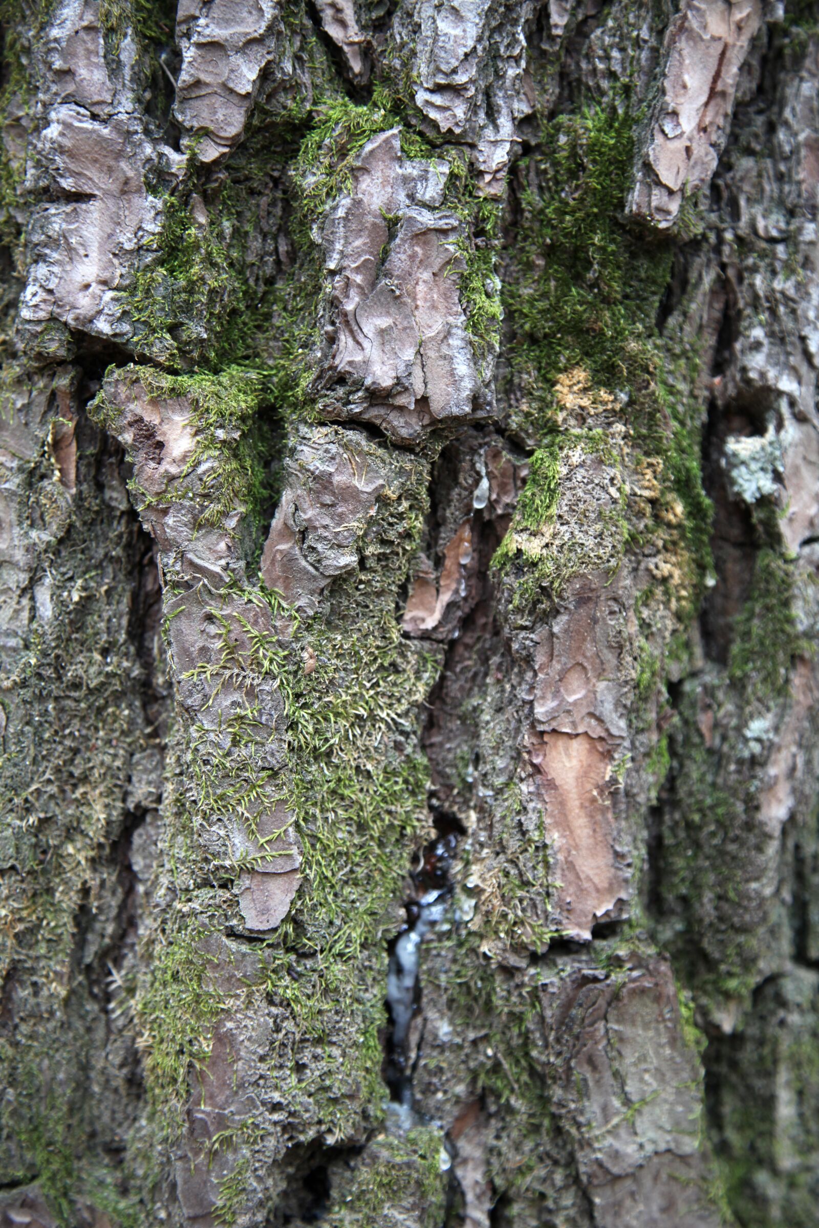 Canon EOS 5D Mark II sample photo. Pine, song with, wood photography