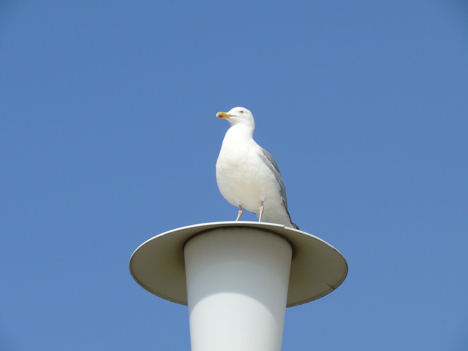 Panasonic DMC-FZ50 sample photo. Seagull, lantern, sky photography