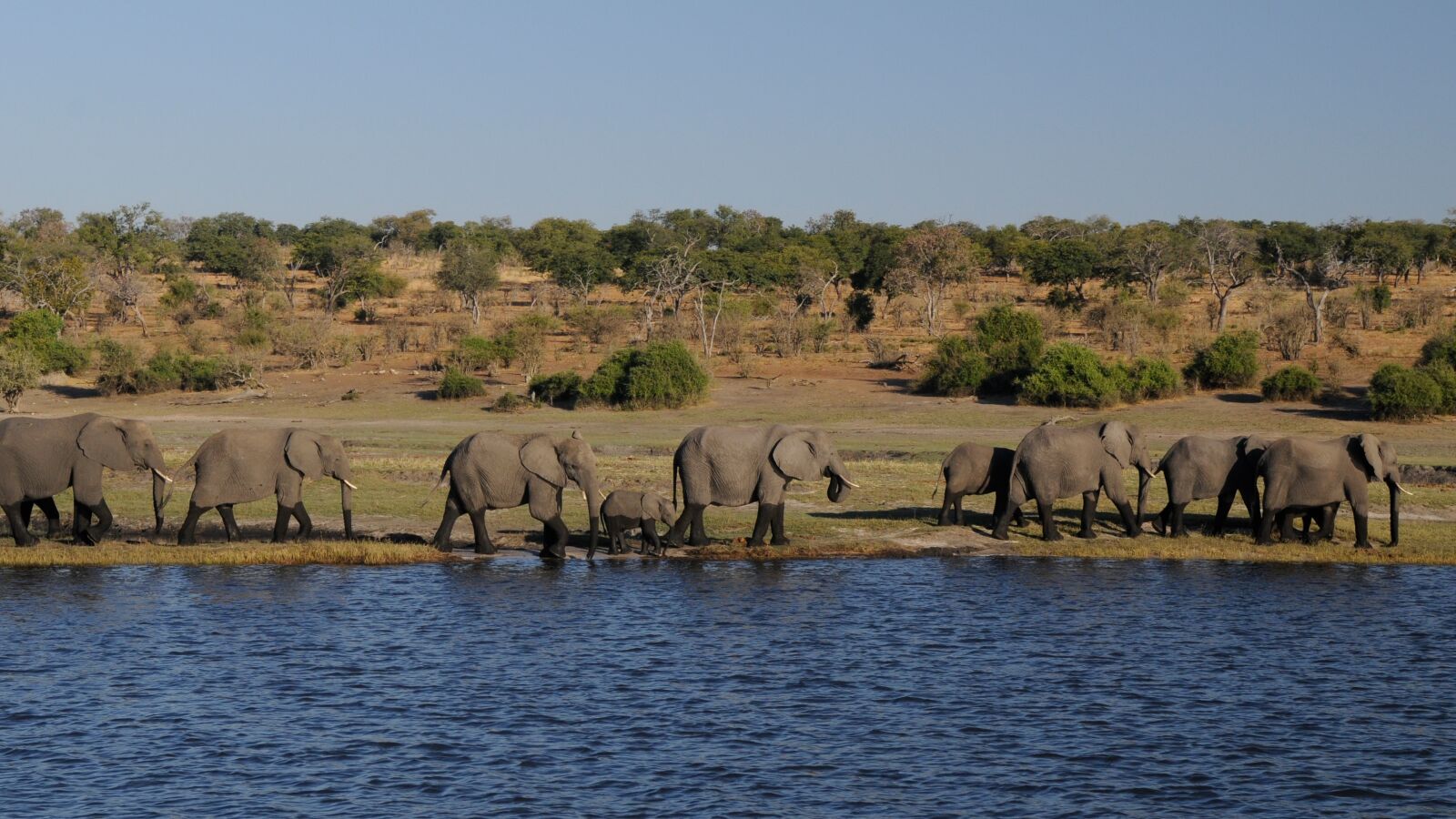 Nikon D300 sample photo. Elephant, africa, river photography