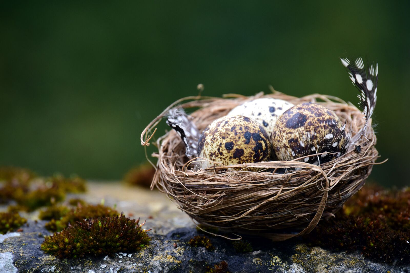 Nikon D3300 sample photo. Nest, bird's nest, bird photography
