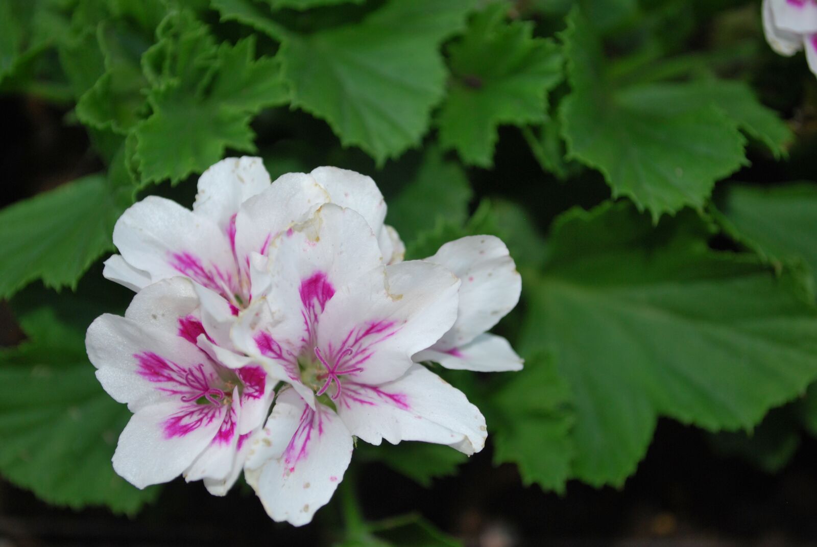Nikon D60 sample photo. Flower, summer photography