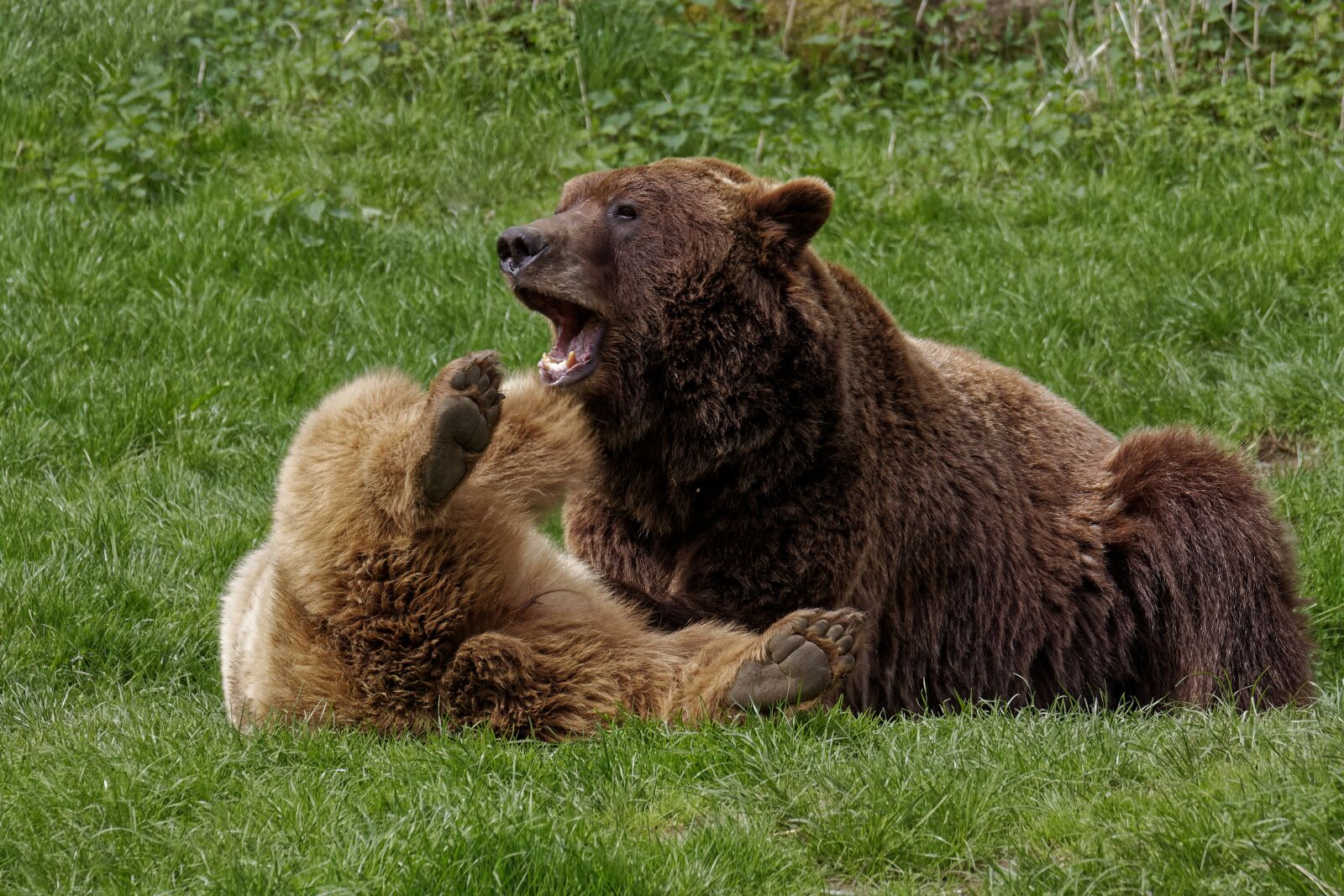 Canon EOS 50D sample photo. Bear, wild animal, mammal photography
