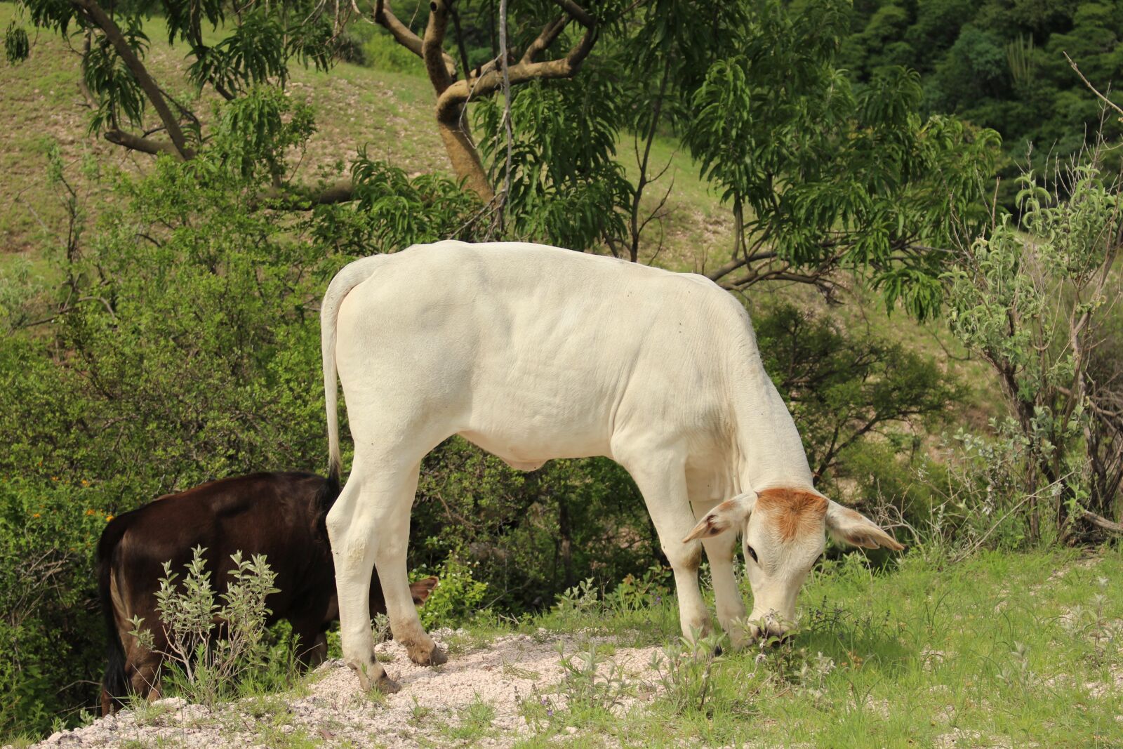 Canon EOS 700D (EOS Rebel T5i / EOS Kiss X7i) + Canon EF-S 18-55mm F3.5-5.6 IS STM sample photo. Cow, green, farm photography