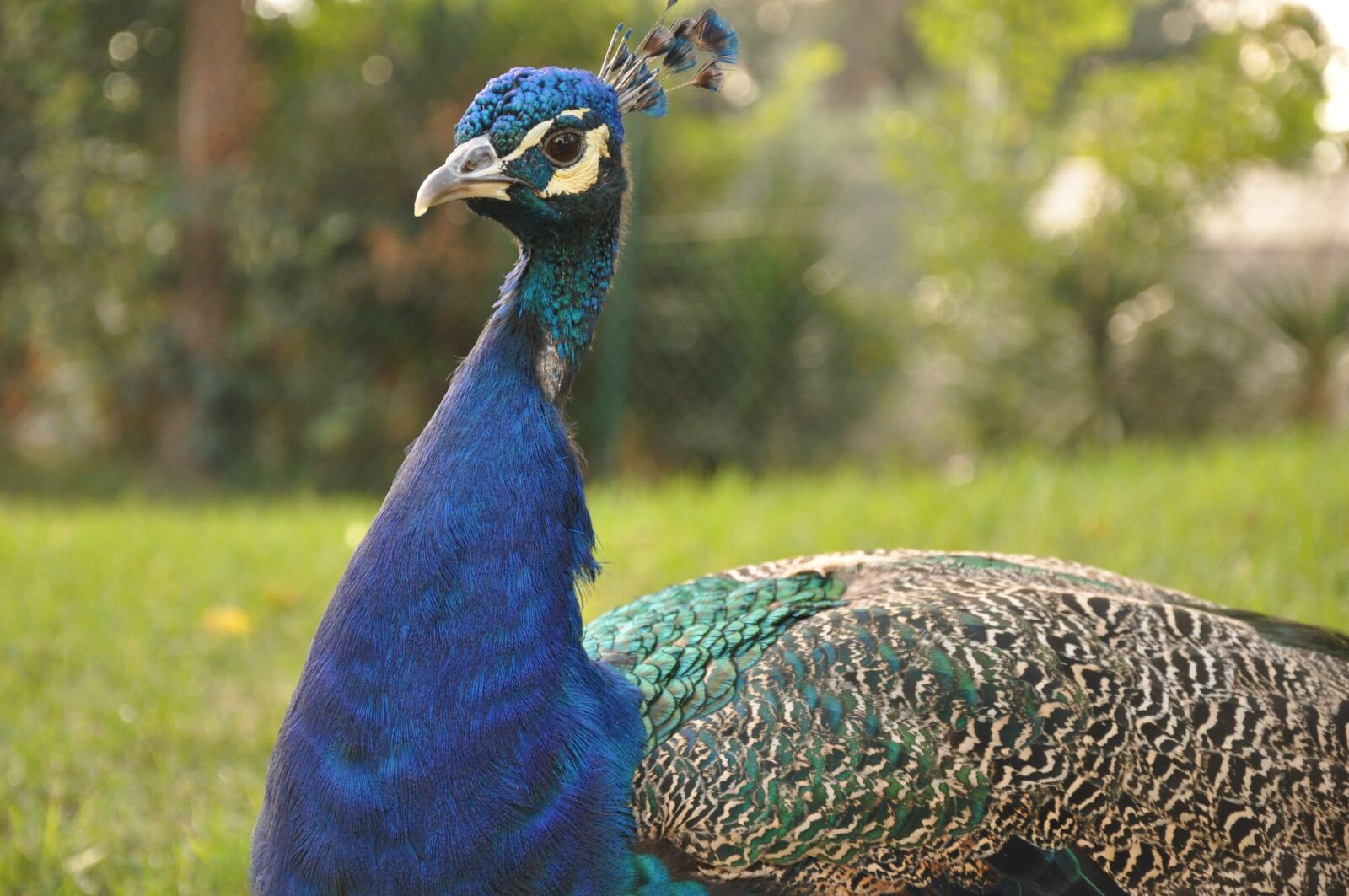 Nikon D90 sample photo. Peacock, bird, exotic photography