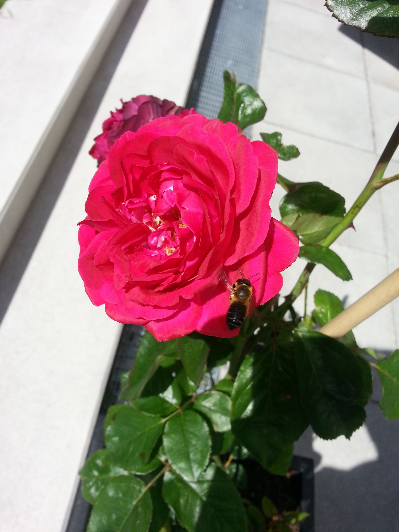 Samsung Galaxy S3 sample photo. Blume, red, rose photography