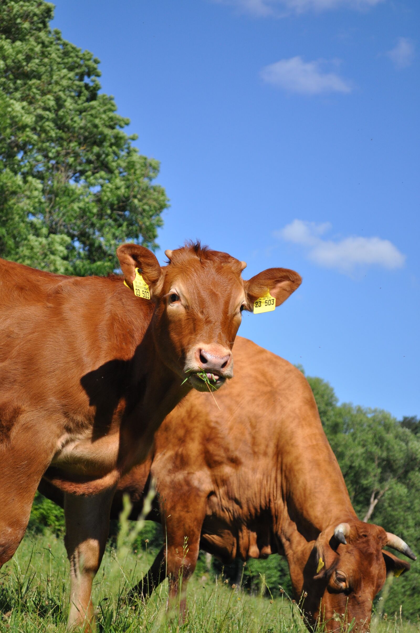 Nikon D5000 sample photo. Cows, eat, grass photography