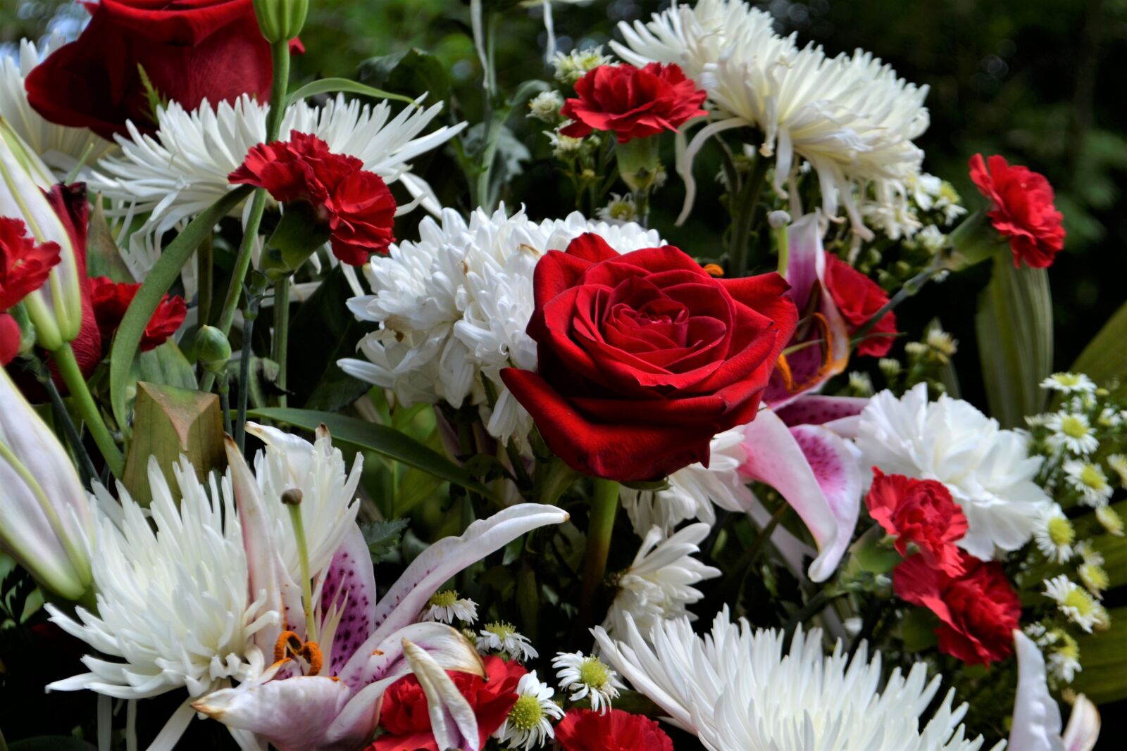 Nikon D3100 sample photo. Flower, flora, nature photography