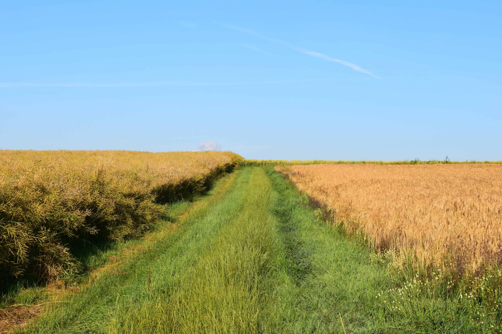 Nikon D3300 sample photo. Road, field, nature, agriculture photography