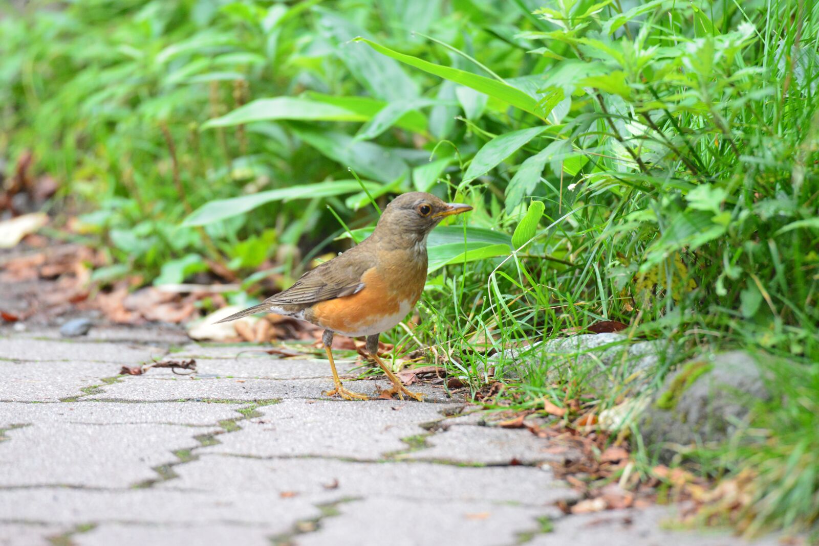 Nikon D800 sample photo. Natural, bird, wild animals photography