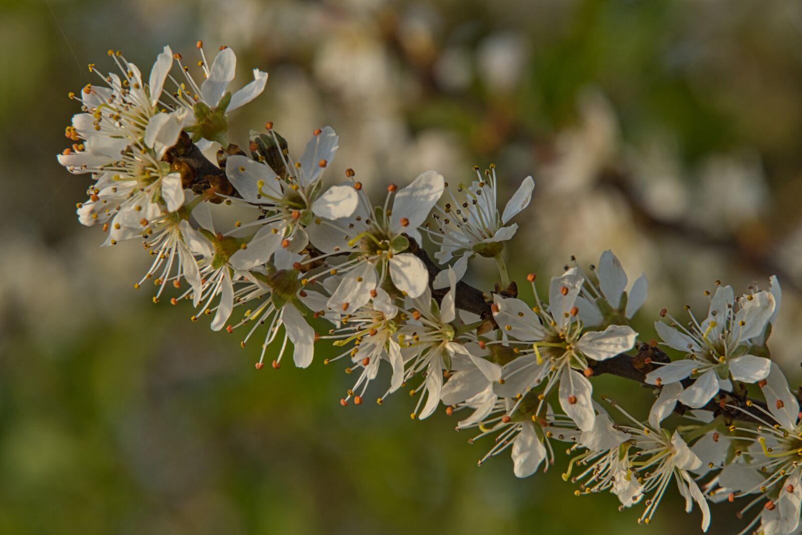 Sony a6400 sample photo. Flowers, bush, spring photography