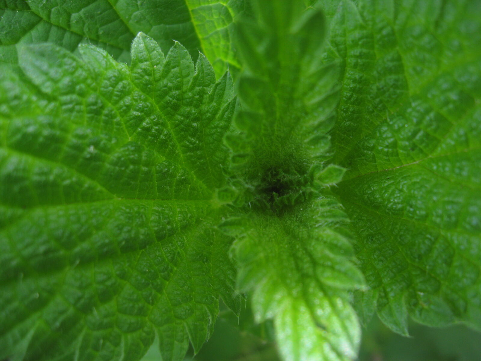 Canon POWERSHOT A550 sample photo. Nettle, stinging photography