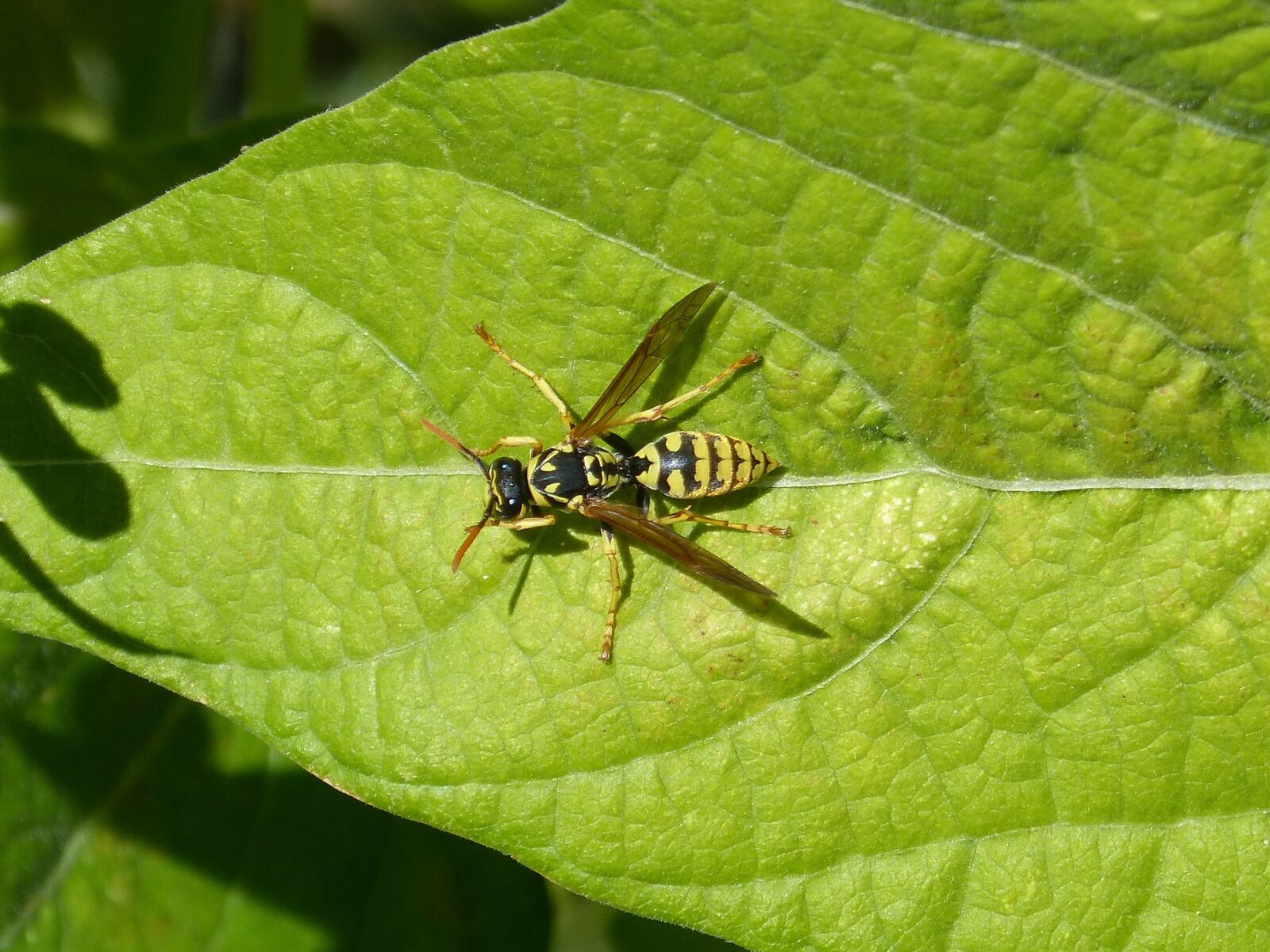 Panasonic DMC-FZ62 sample photo. Wasp, leaf, detail photography
