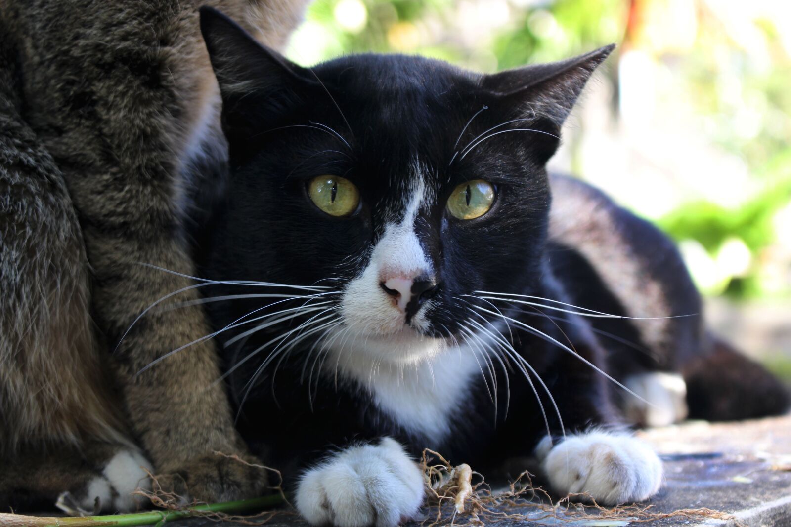 Canon EOS 700D (EOS Rebel T5i / EOS Kiss X7i) sample photo. Cat, whiskers, domestic photography
