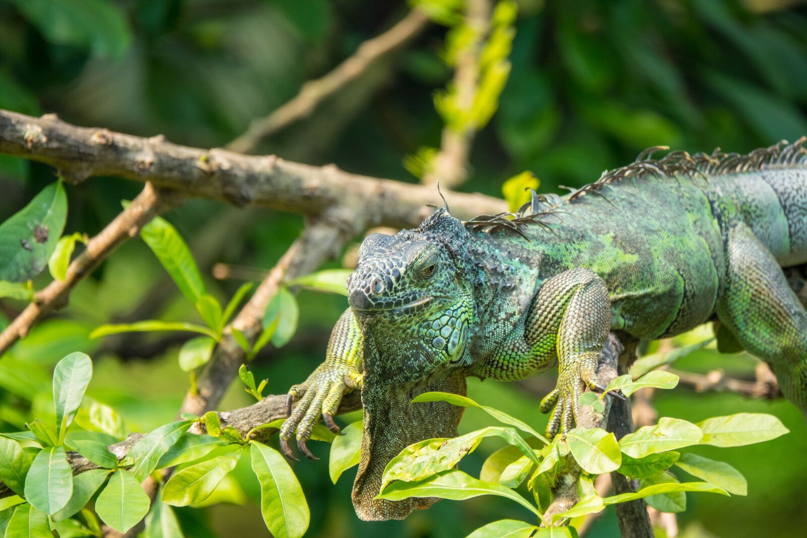 Sony Cyber-shot DSC-RX10 IV sample photo. Iguana, rainforest, green photography