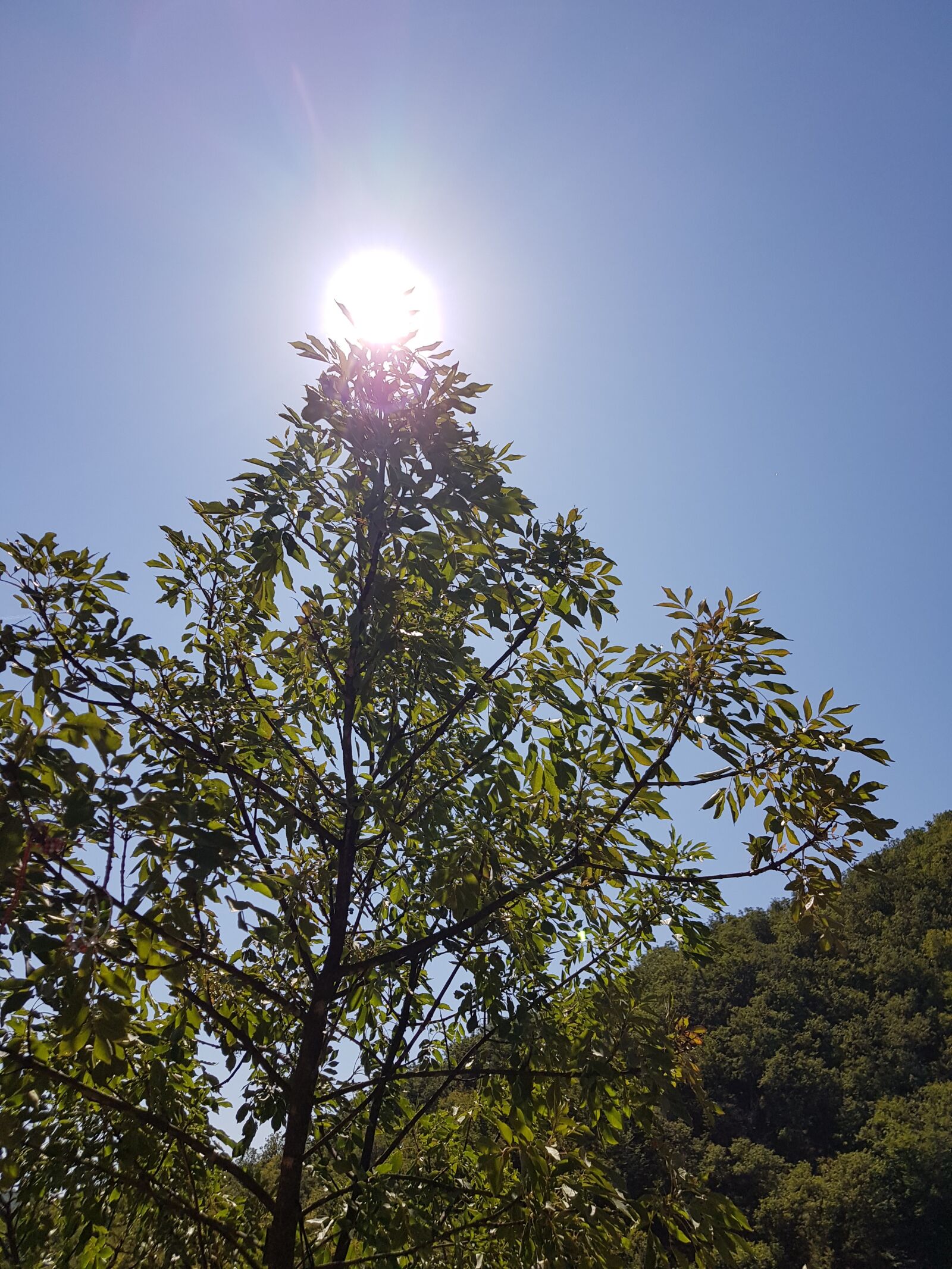 Samsung Galaxy S8 sample photo. Nature, sun, sky photography