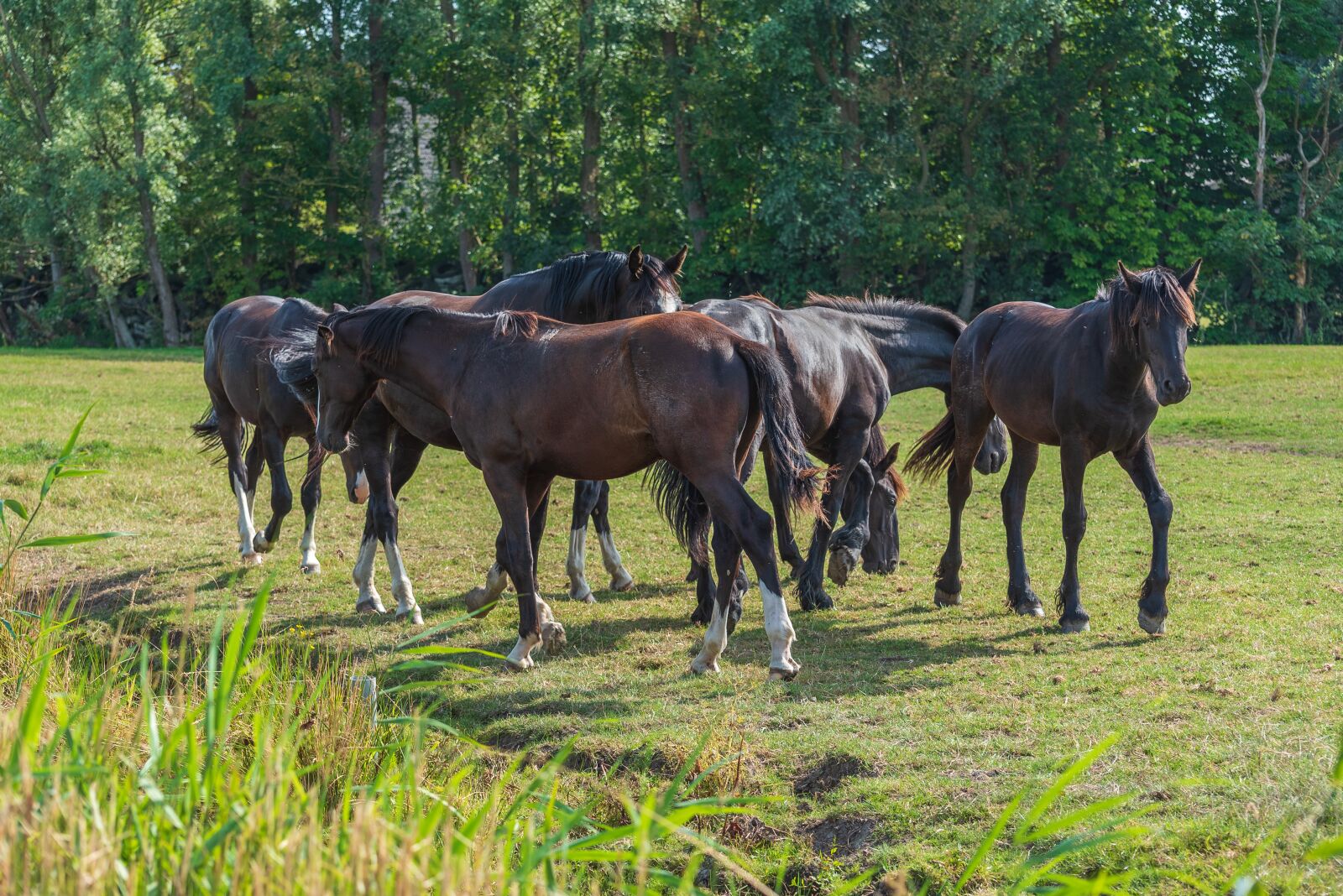 Nikon D750 sample photo. Horses, nature, animals photography