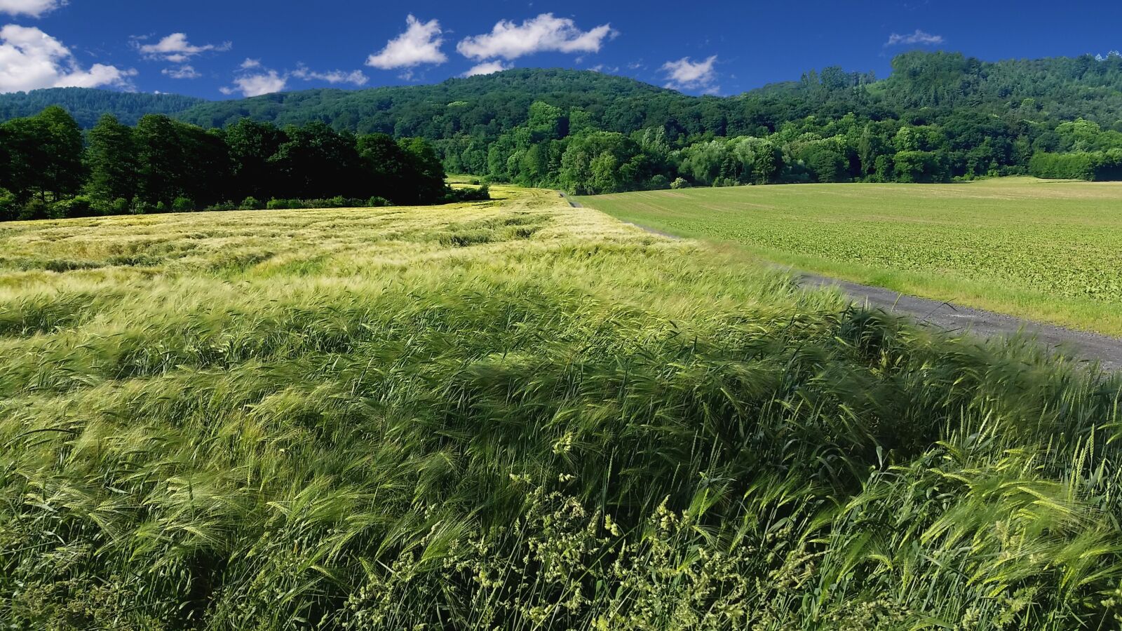 Samsung Galaxy S5 sample photo. Wheat, field, summer photography