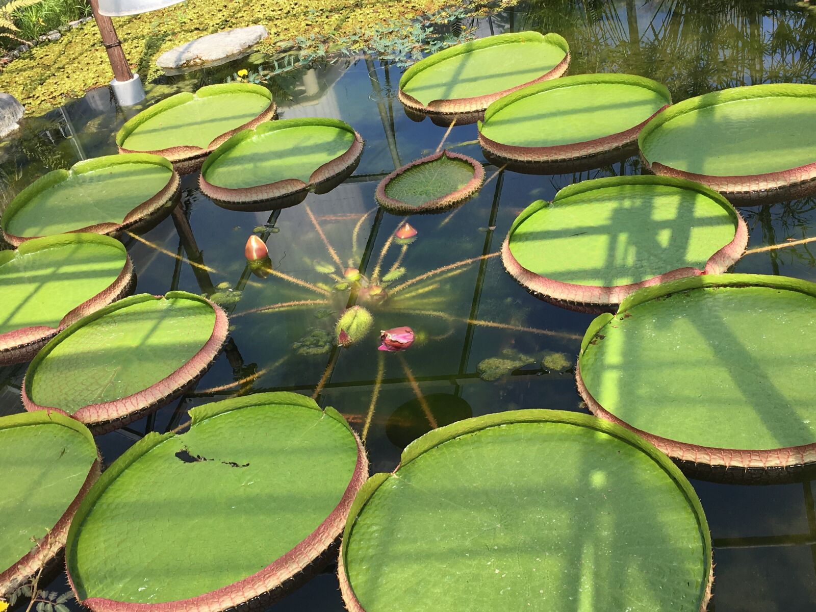 Apple iPhone 6s sample photo. Lotus, plant, green photography