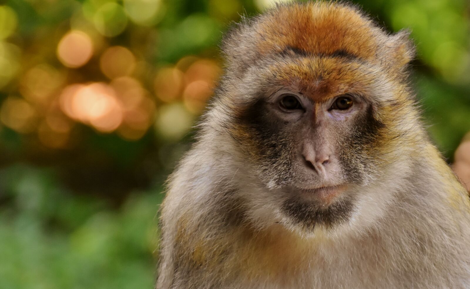 Nikon D7200 sample photo. Barbary ape, endangered species photography