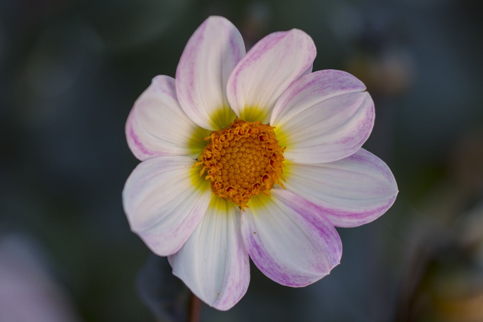 Canon EOS 7D sample photo. Dahlia, blossom, bloom photography