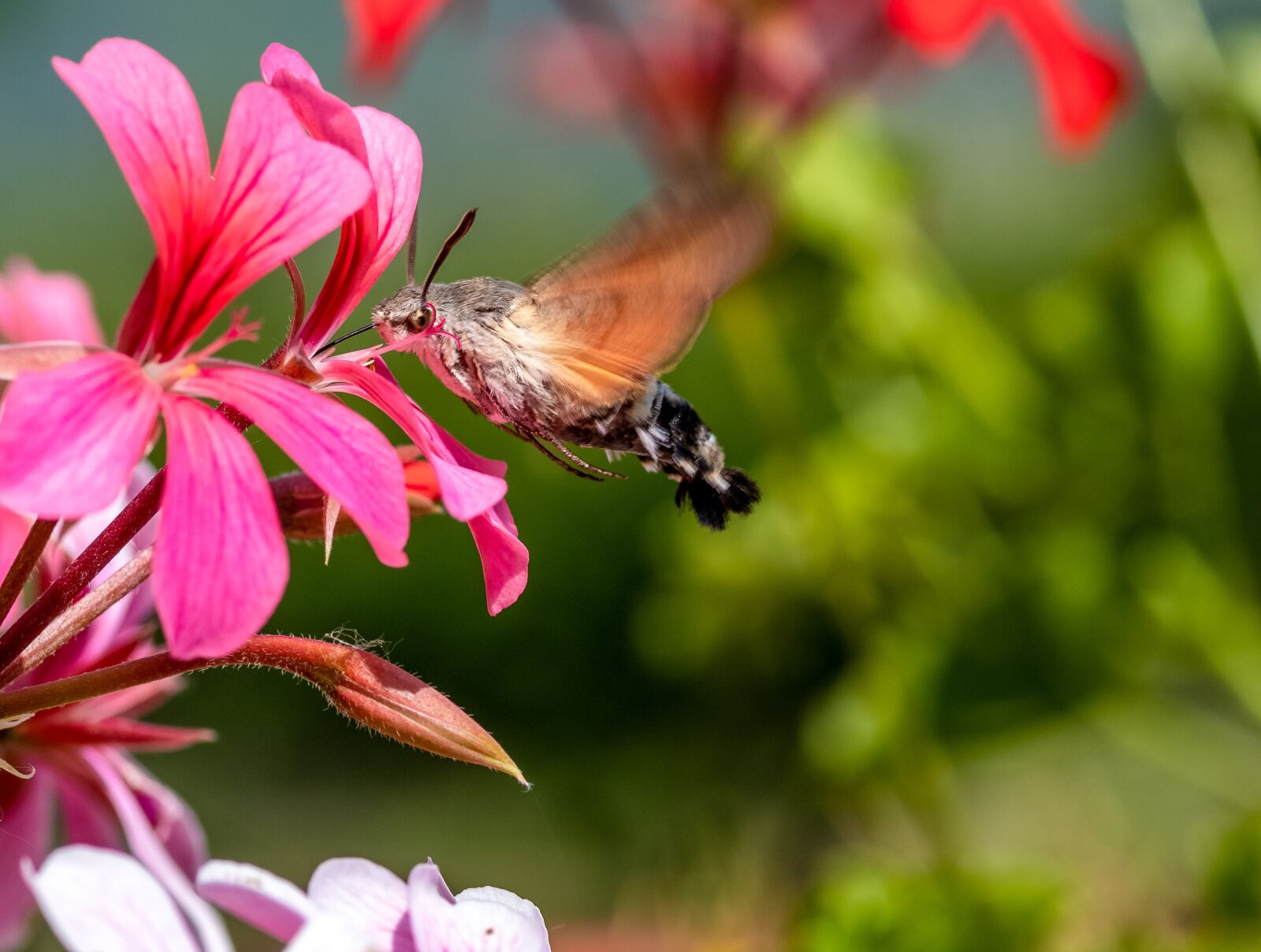 Canon EOS 1300D (EOS Rebel T6 / EOS Kiss X80) sample photo. Sphinx colibri, insects, flower photography