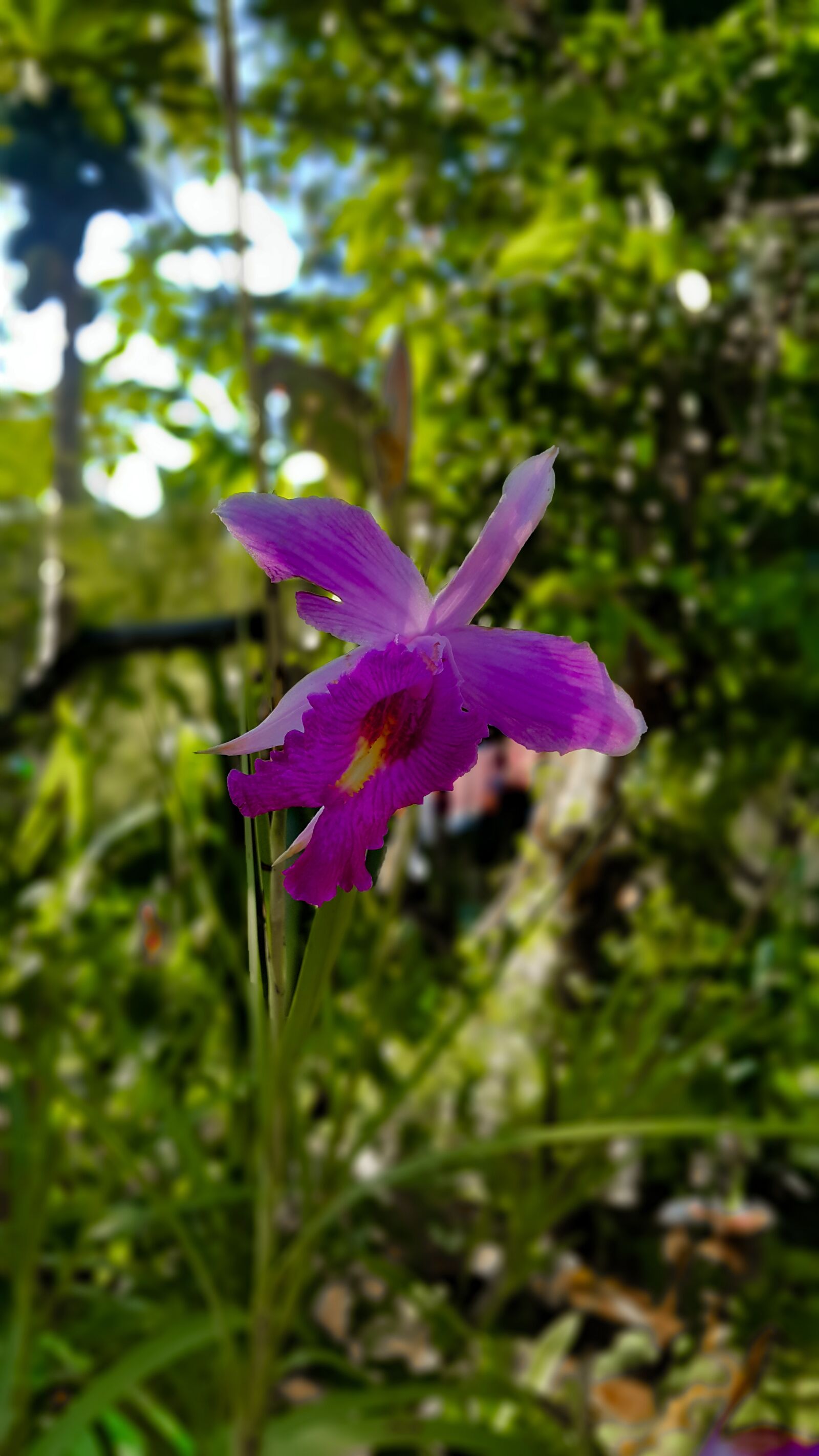 Samsung Galaxy Note4 sample photo. Orchid, bloom, sri lanka photography