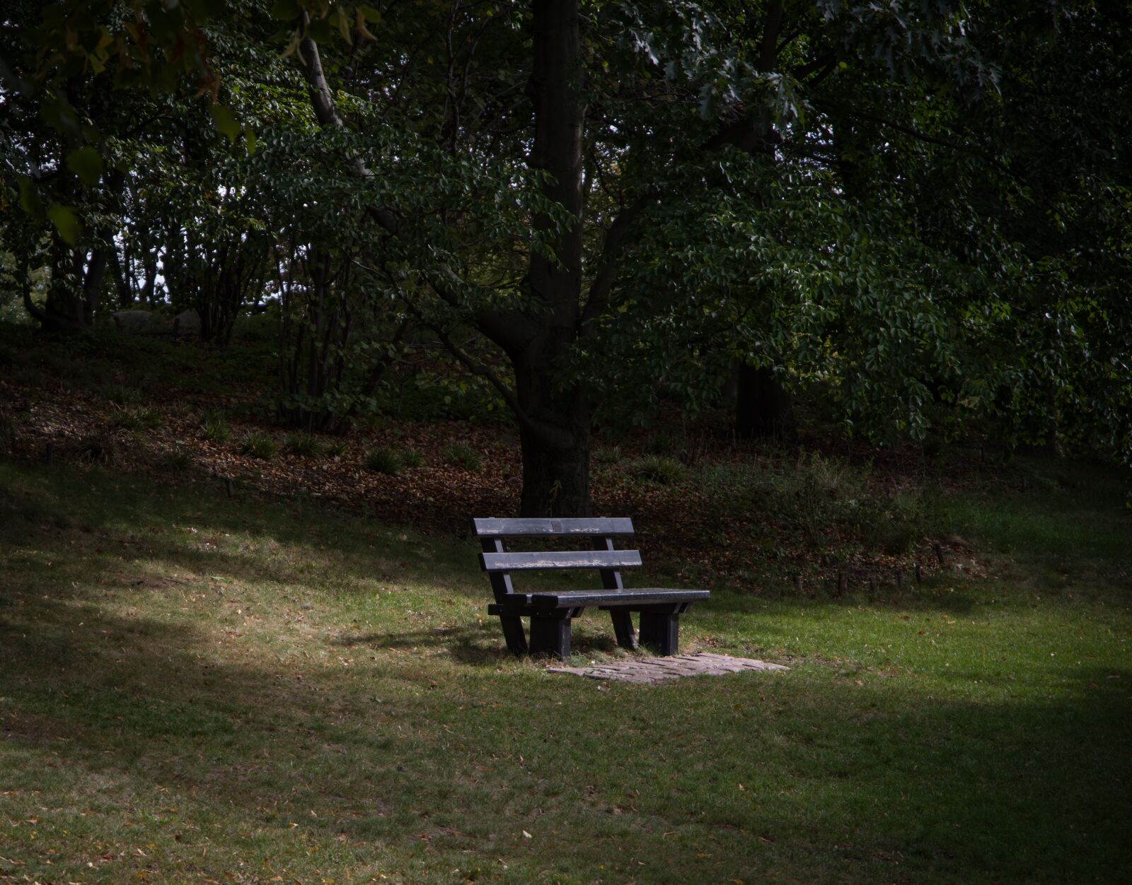 Pentax K-1 Mark II sample photo. Park bench, sunlight, park photography