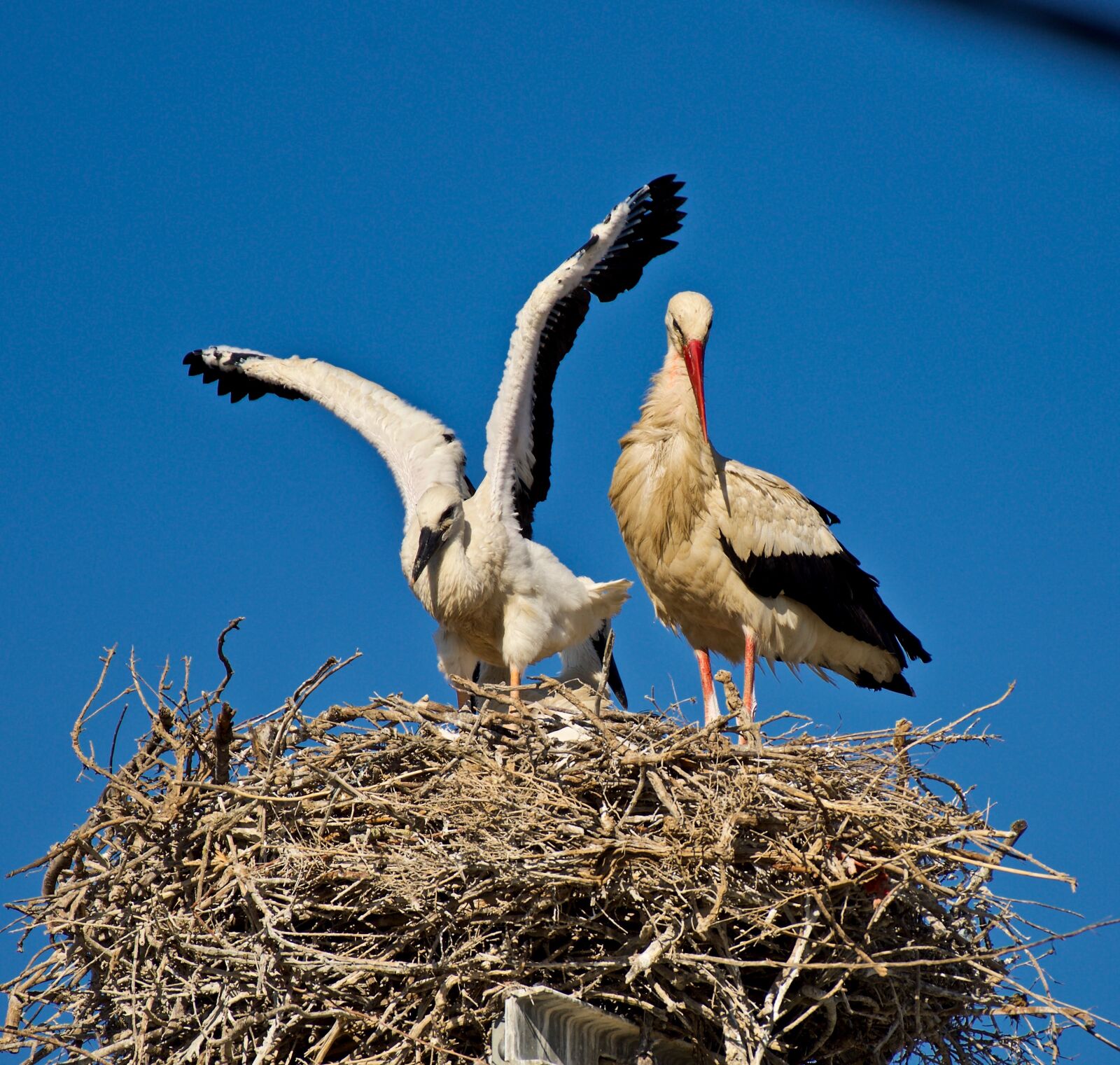 Nikon D810 sample photo. Stork, nature photography