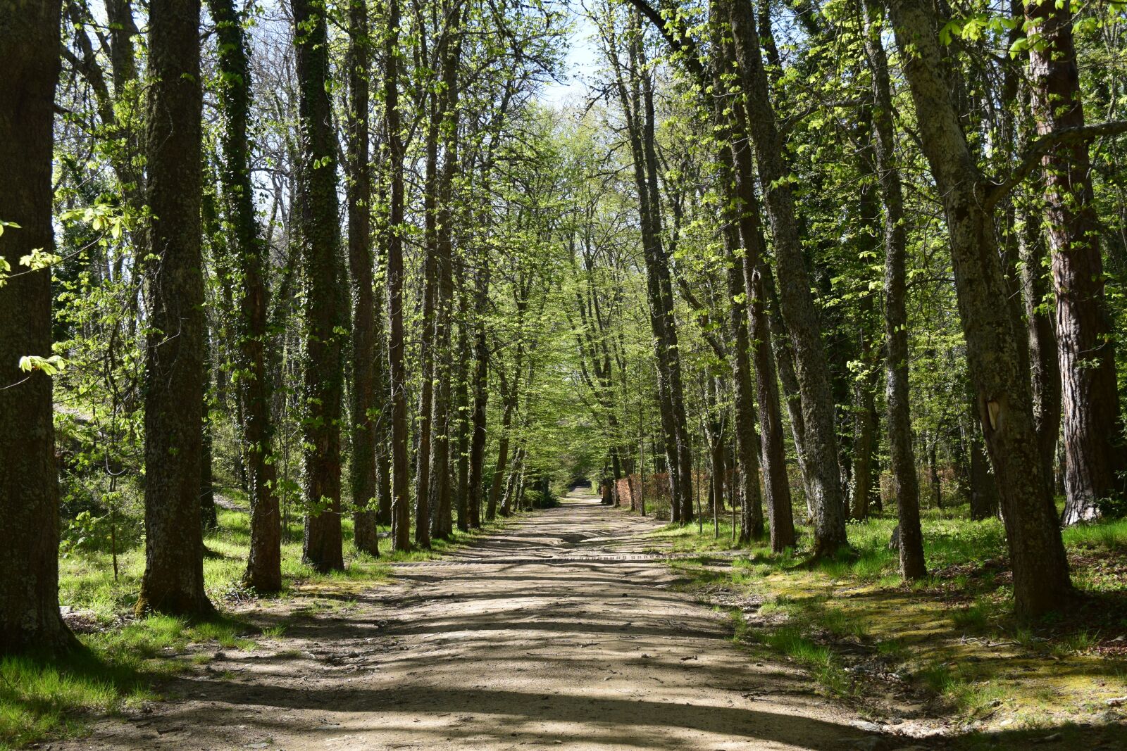 Nikon D5300 sample photo. Path, landscape, nature photography