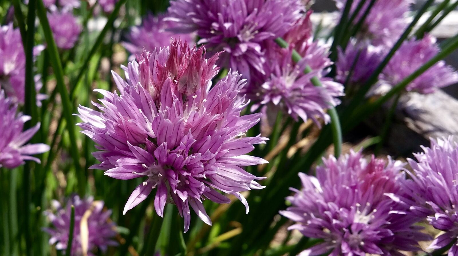 LG G3 sample photo. Chive, flower, herb photography