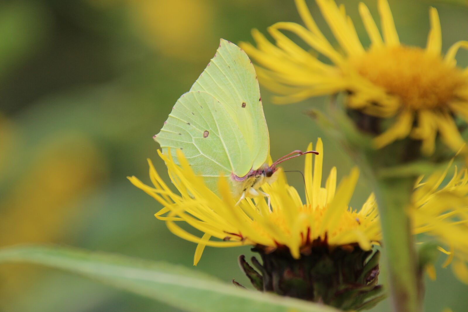 Canon EOS 700D (EOS Rebel T5i / EOS Kiss X7i) sample photo. Gonepteryx rhamni, butterfly, green photography