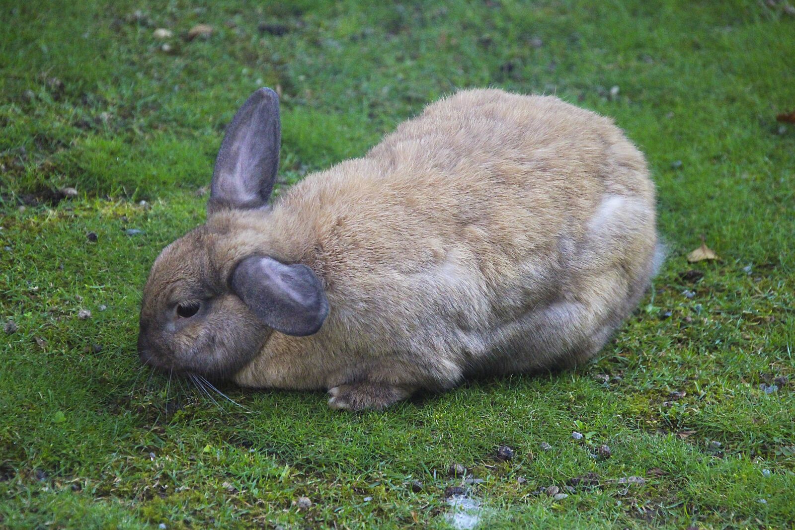 Canon EOS 700D (EOS Rebel T5i / EOS Kiss X7i) sample photo. Hare, animal, nature photography
