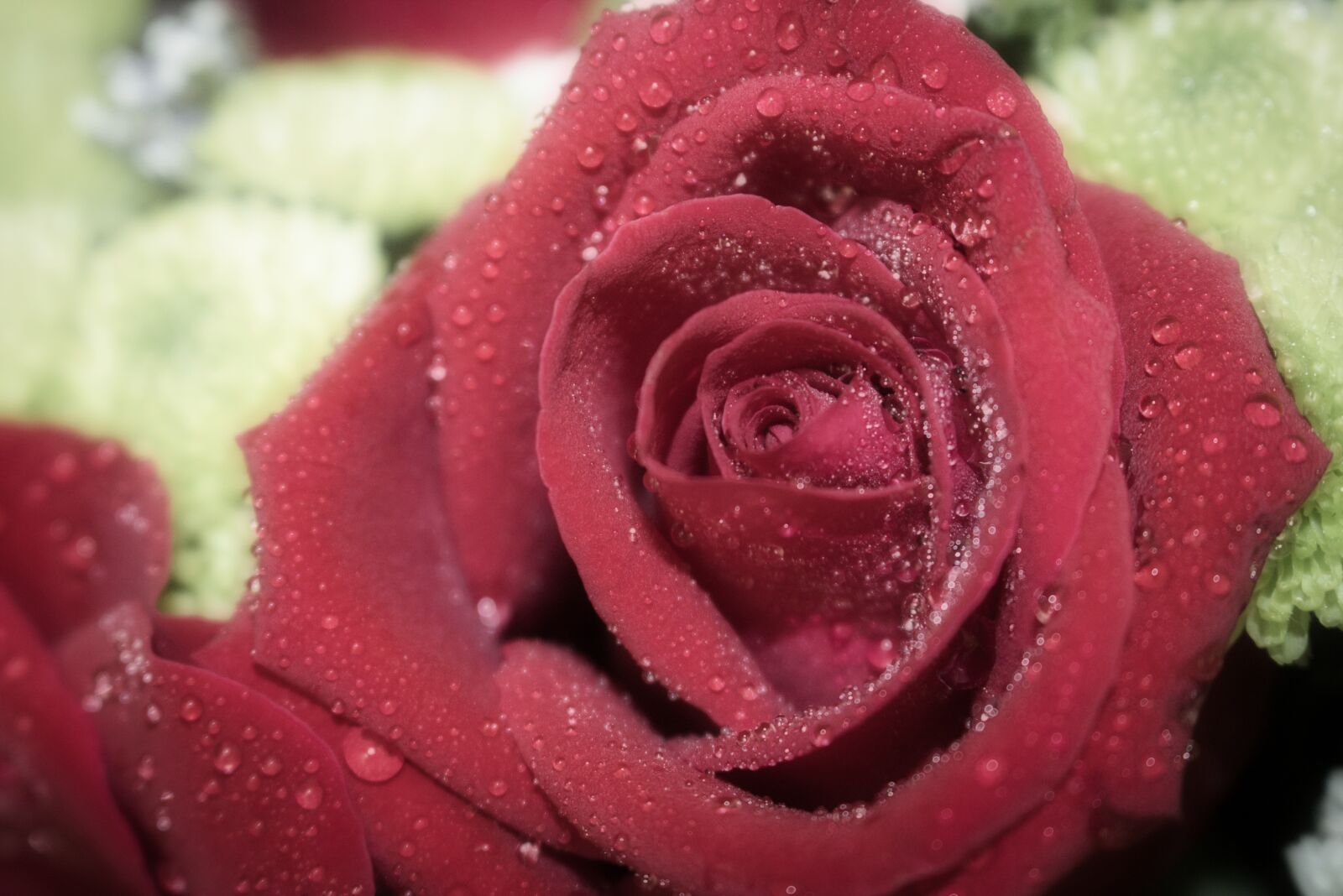 Canon EOS 750D (EOS Rebel T6i / EOS Kiss X8i) sample photo. Beauty, beautiful, petal photography