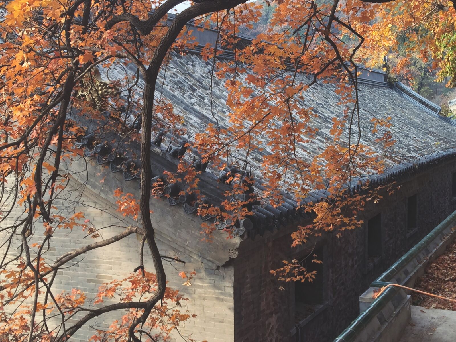 iPhone 6 Plus back camera 4.15mm f/2.2 sample photo. Autumn, temple, leaves photography