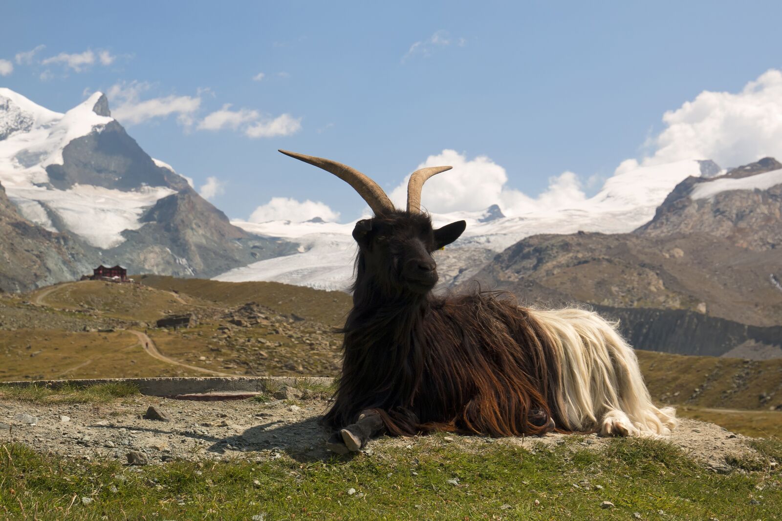 Canon EOS 70D sample photo. Switzerland, goat, nature photography