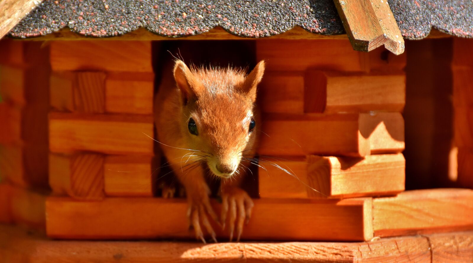 Nikon D7200 sample photo. Squirrel, cute, animal photography
