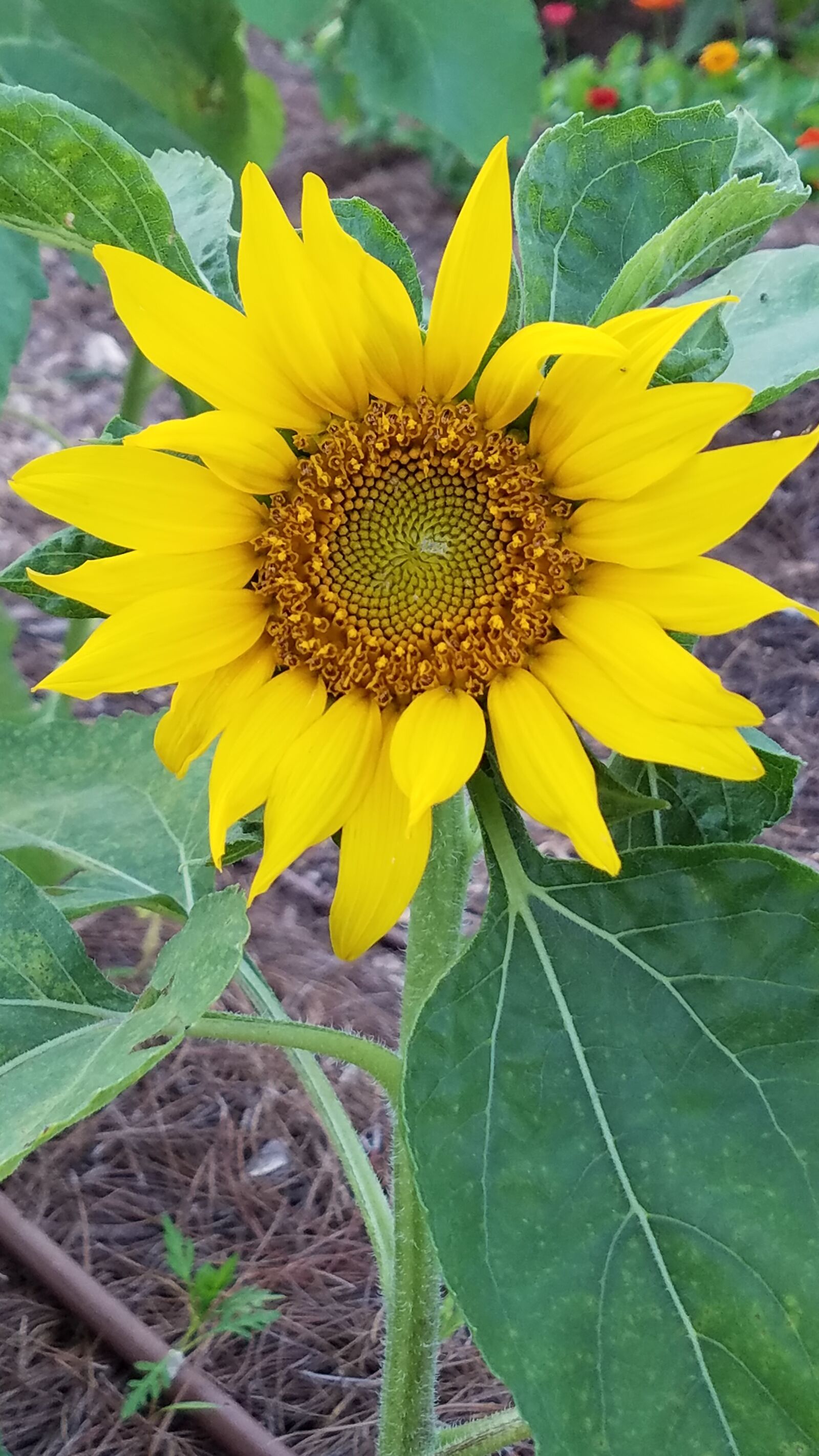 Samsung Galaxy S7 sample photo. Flower, yellow, nature photography