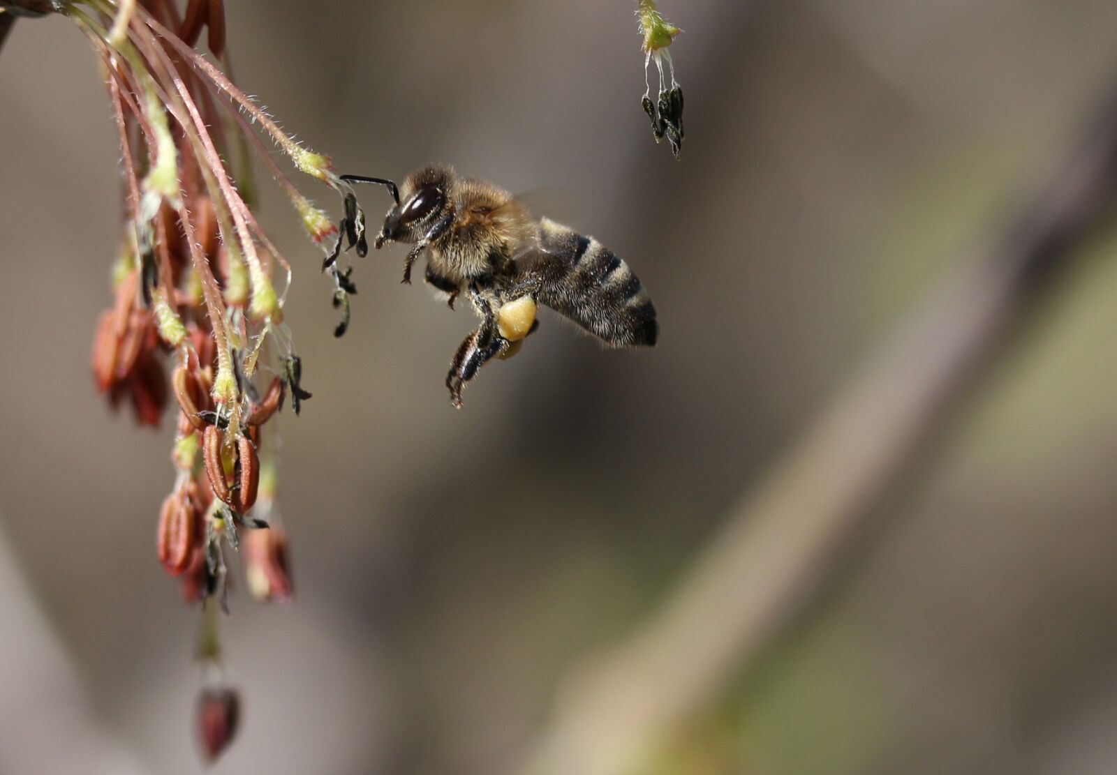 Canon EF-S 60mm F2.8 Macro USM sample photo. Bee, flight, pollination photography